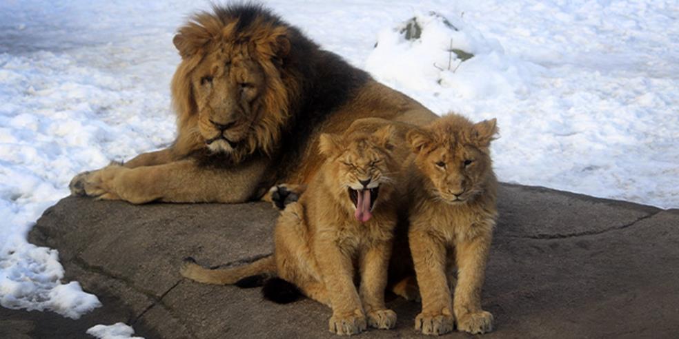 Hanløve med to løveunger 