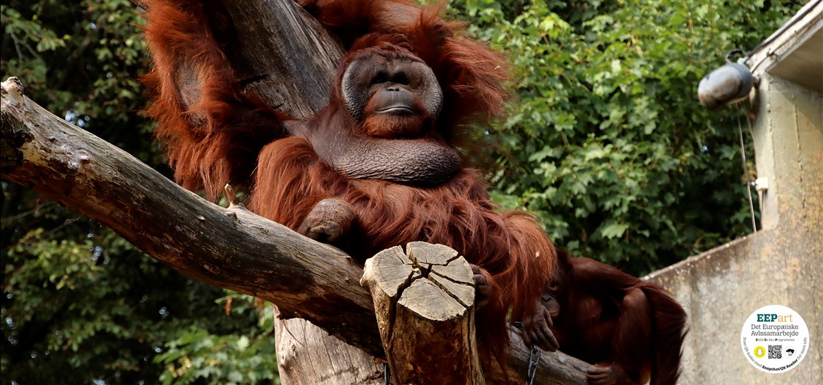 Borneo-orangutang