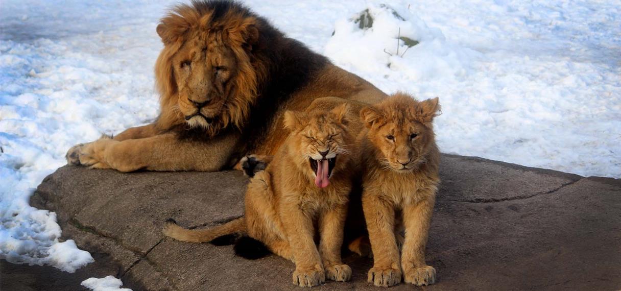 Hanløve med to løveunger 