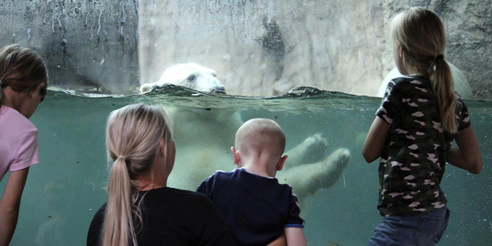 Familie beundrer isbjørn der leger 