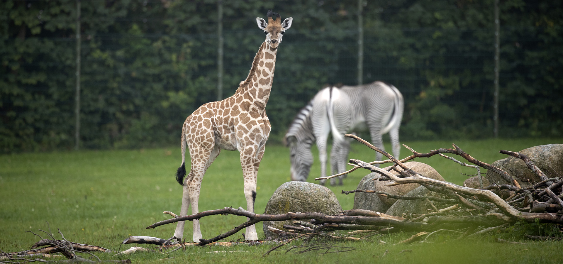 Naturbevaringsfond | Sådan Støtter Vi Forskning | Aalborg Zoo