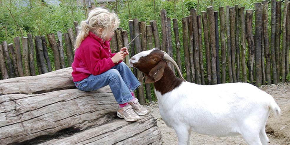 Pige leger med en ged