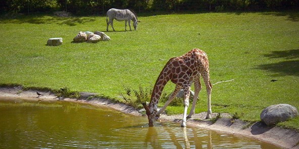 Zebra og giraf spiser og drikker på savannen i Aalborg Zoo