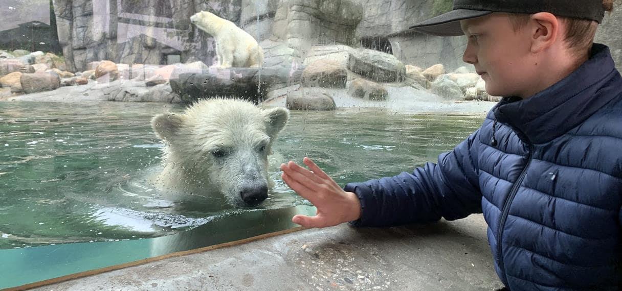 Dreng hilser på isbjørn