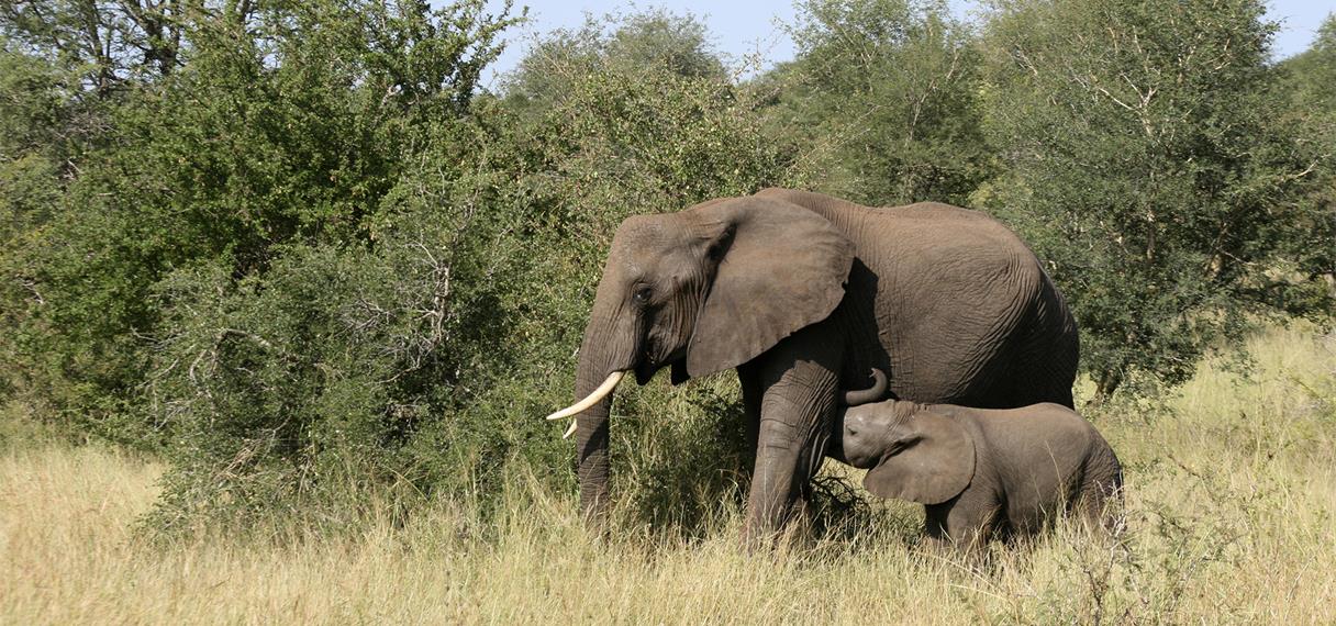 Elefant med sin elefant unge på savannen 