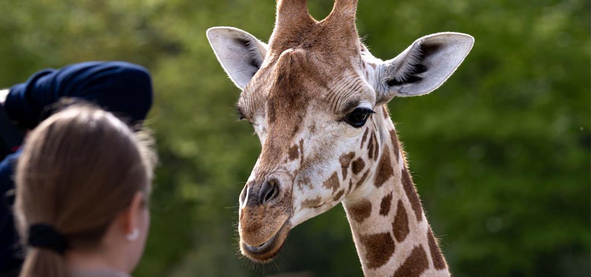 Giraf i nærkontakt med besøgende 