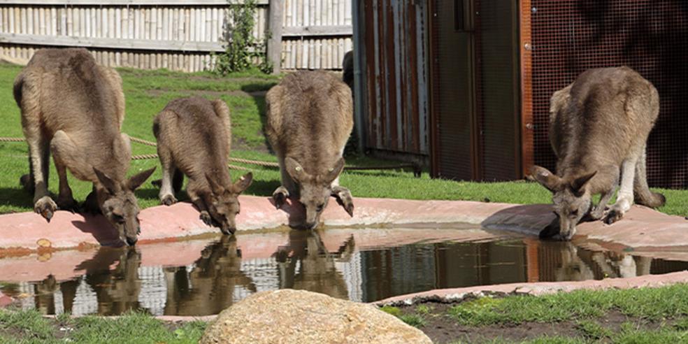 Kænguruer drikker af vandhul 