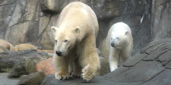 Isbjørne i sit anlæg i Aalborg Zoo