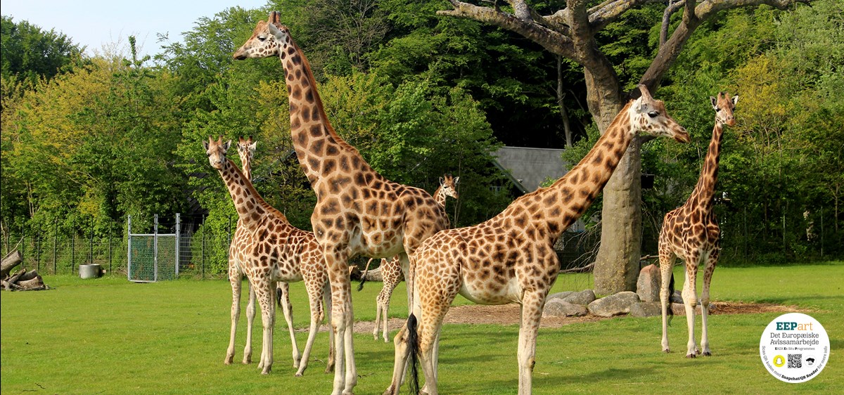 Rothschild giraf