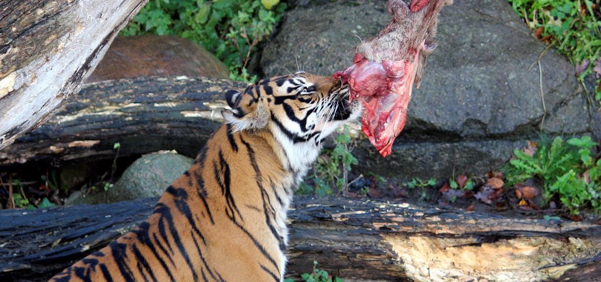 Tiger spiser et stykke kød