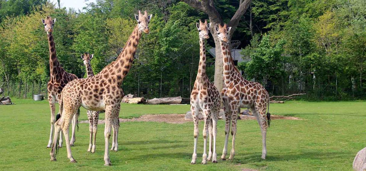 Tre giraffer står på savannen 