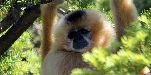 Nomascus Gibbon