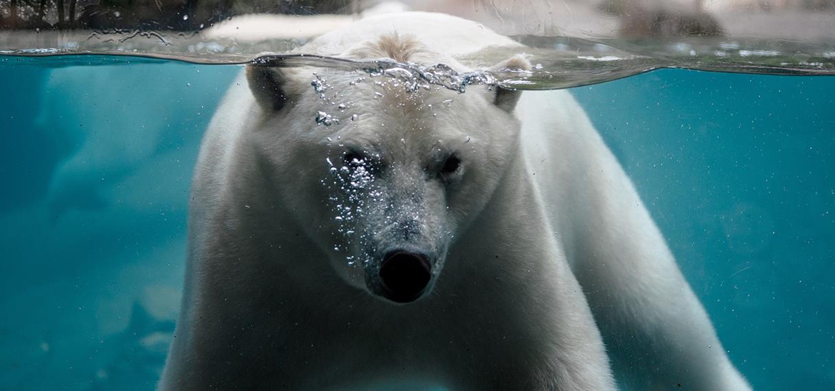 Isbjørn bobler under vandet i Aalborg Zoo