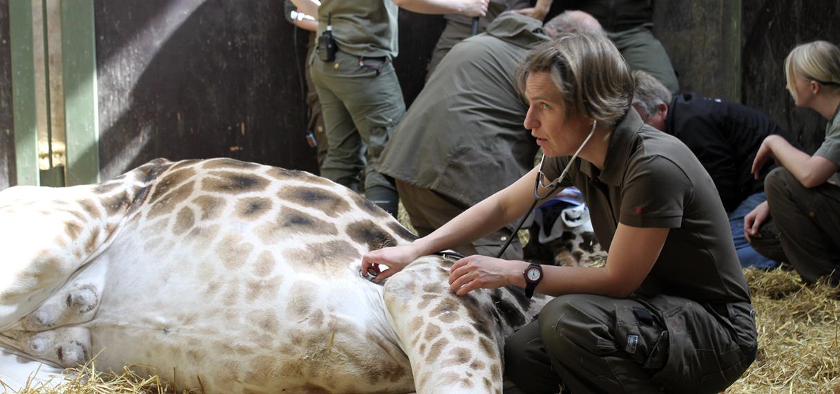 Dyrlæge lytter til hjertet på giraf