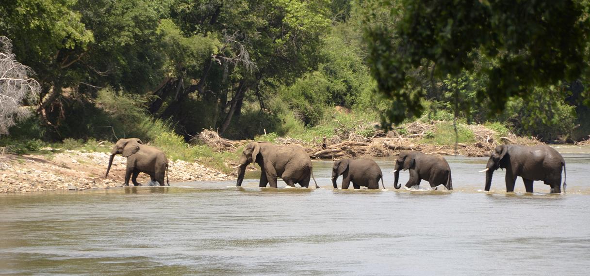 Elefanter krydser vandløb