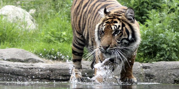 Tiger krydser vandløb