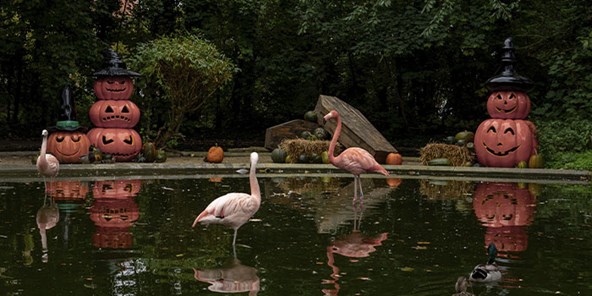 Halloween i Aalborg Zoo