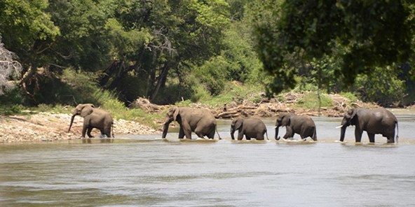 Fem elefanter krydser vandløb i Sydafrika