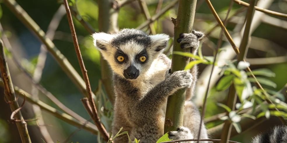 Kattalemur i Aalborg Zoo