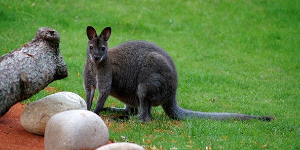 Brunhalset kænguru