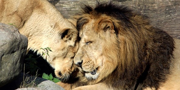 To asiatiske løver kærtegner hinanden