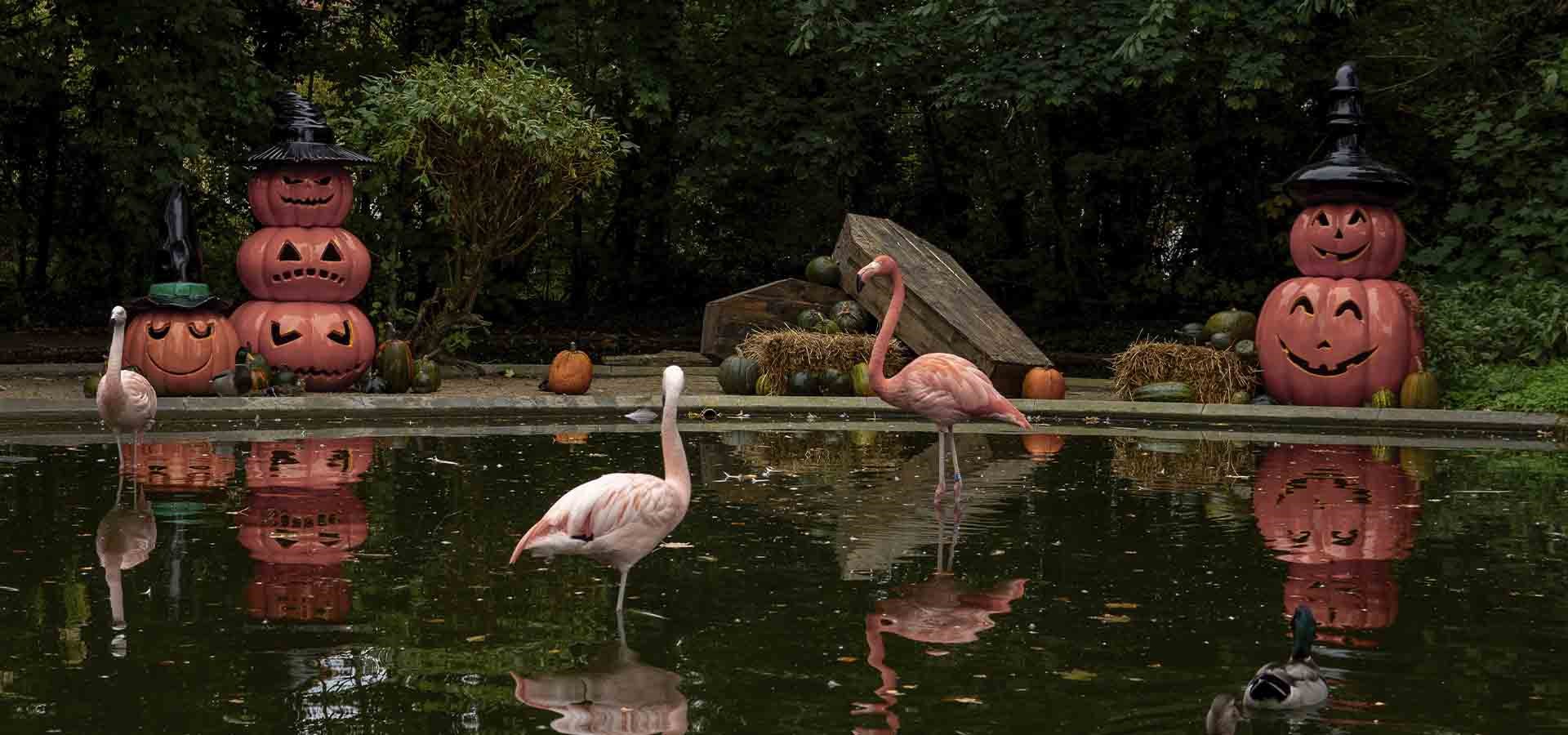 Halloween i Aalborg Zoo