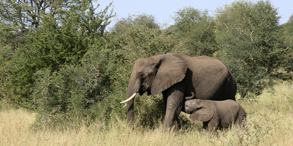 Elefant med sin elefant unge på savannen 