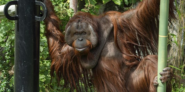 Orangutang svinger sig i anlægget i Aalborg Zoo