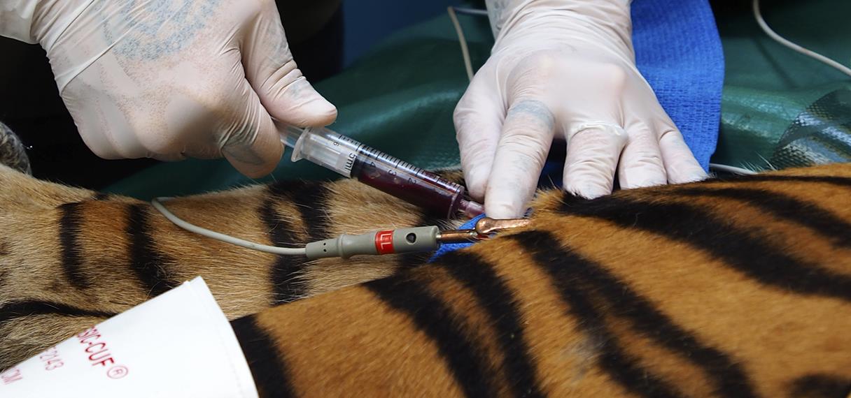 Tiger får taget blodprøver