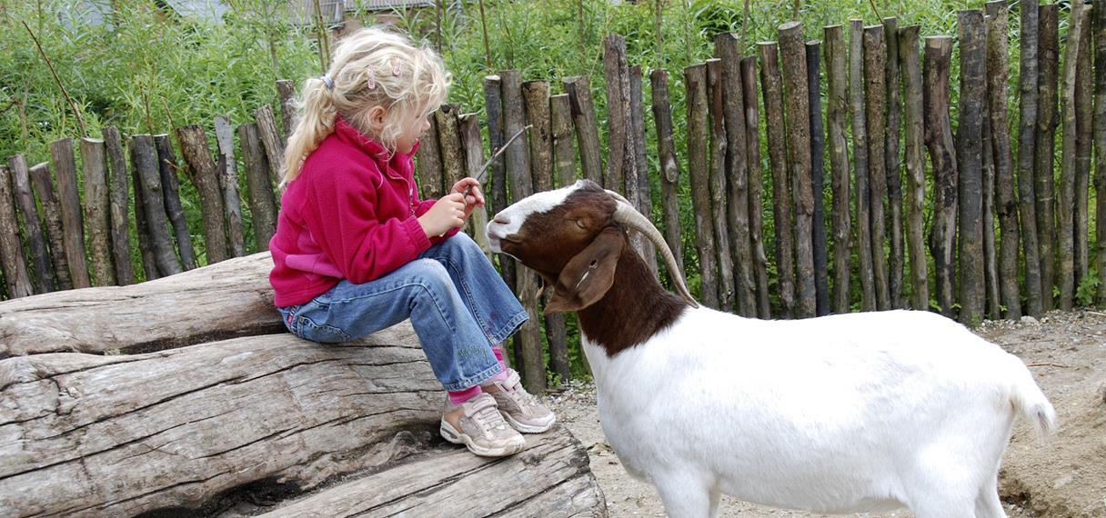 Pige leger med en ged