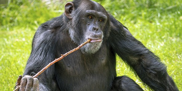 Chimpanse spiser i Aalborg Zoo