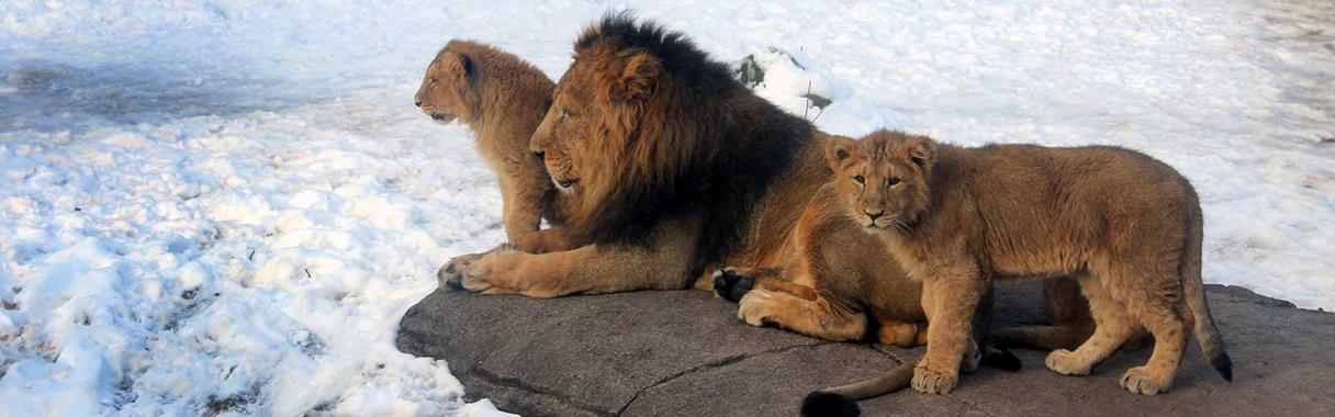 Løveunger i sne i Aalborg Zoo