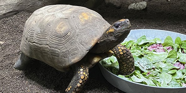 Skildpadde spiser salat i Aalborg Zoo