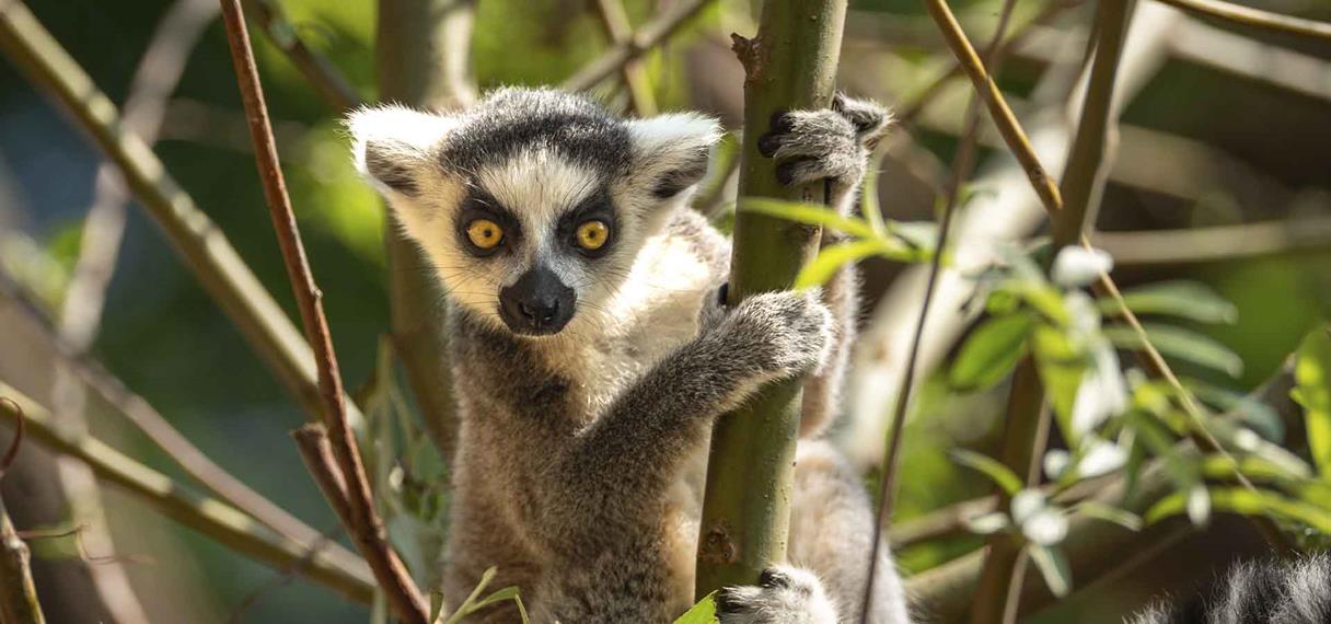 Kattalemur i Aalborg Zoo