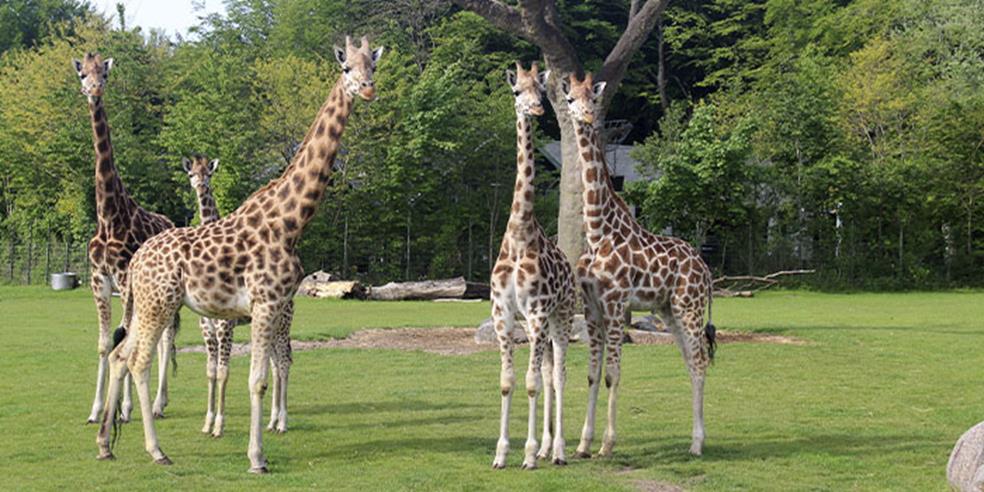 Tre giraffer står på savannen 