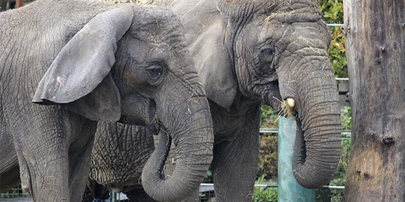 Afrikanske elefanter i Aalborg Zoo