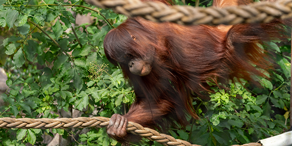 Ruti, hun orangutangen i Aalborg Zoo, på farten