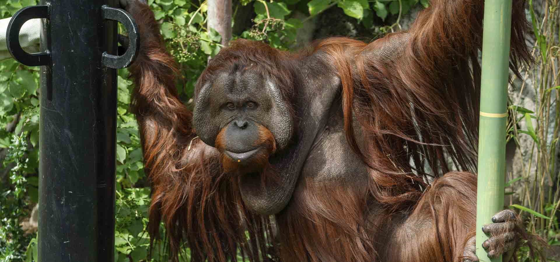 Pinse - Orangutangdage
